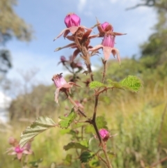 Rubus parvifolius (Native Raspberry) at Paddys River, ACT - 30 Nov 2021 by michaelb