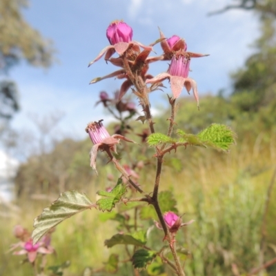 Rubus parvifolius (Native Raspberry) at Paddys River, ACT - 30 Nov 2021 by MichaelBedingfield