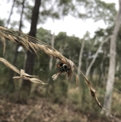 Austracantha minax (Christmas Spider, Jewel Spider) at Bruce, ACT - 27 Mar 2022 by chromo