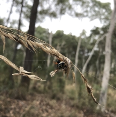 Austracantha minax (Christmas Spider, Jewel Spider) at Bruce Ridge - 27 Mar 2022 by chromo