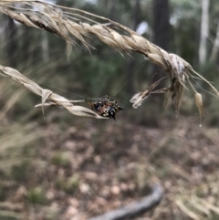 Austracantha minax at Bruce, ACT - 27 Mar 2022