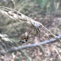 Austracantha minax at Bruce, ACT - 27 Mar 2022