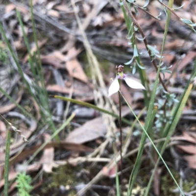 Eriochilus cucullatus (Parson's Bands) at O'Connor, ACT - 27 Mar 2022 by chromo