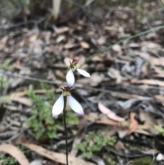 Eriochilus cucullatus (Parson's Bands) at Dryandra St Woodland - 26 Mar 2022 by chromo