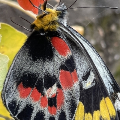 Delias harpalyce (Imperial Jezebel) at Macgregor, ACT - 27 Mar 2022 by APB