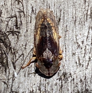 Stenocotis depressa at Jerrabomberra, NSW - 25 Mar 2022