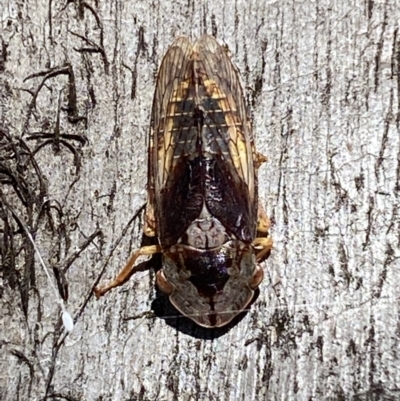 Stenocotis depressa (Leafhopper) at Jerrabomberra, NSW - 25 Mar 2022 by Steve_Bok