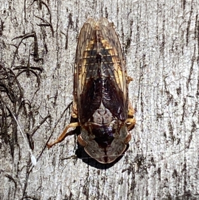 Stenocotis depressa (Leafhopper) at Jerrabomberra, NSW - 25 Mar 2022 by SteveBorkowskis