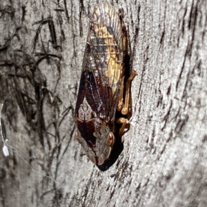 Stenocotis depressa at Jerrabomberra, NSW - 25 Mar 2022