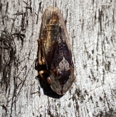 Stenocotis depressa at Jerrabomberra, NSW - 25 Mar 2022