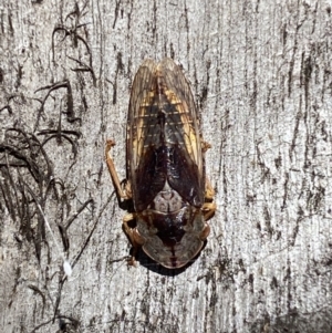 Stenocotis depressa at Jerrabomberra, NSW - 25 Mar 2022