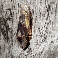 Stenocotis depressa at Jerrabomberra, NSW - 25 Mar 2022