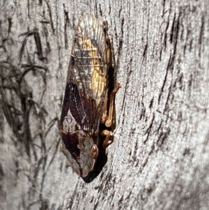 Stenocotis depressa at Jerrabomberra, NSW - 25 Mar 2022