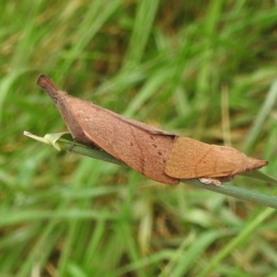 Pararguda nasuta (Wattle Snout Moth) at Kambah, ACT - 27 Mar 2022 by HelenCross