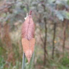 Pararguda nasuta at Kambah, ACT - 27 Mar 2022