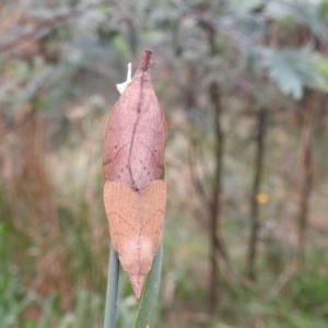 Pararguda nasuta at Kambah, ACT - 27 Mar 2022