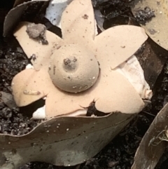 Geastrum sp. (Geastrum sp.) at Morton National Park - 27 Mar 2022 by BBG