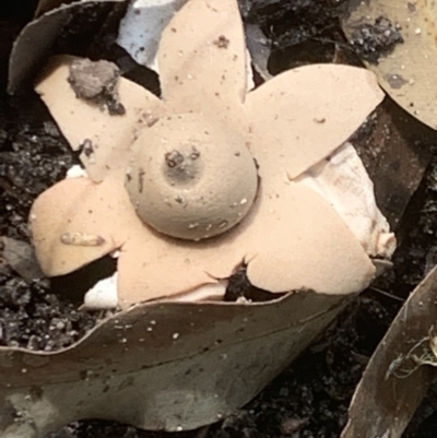 Geastrum sp. (Geastrum sp.) at Wingecarribee Local Government Area - 27 Mar 2022 by BBG