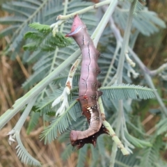 Neola semiaurata (Wattle Notodontid Moth) at Lions Youth Haven - Westwood Farm A.C.T. - 27 Mar 2022 by HelenCross