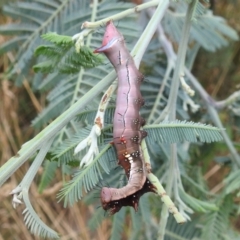 Neola semiaurata (Wattle Notodontid Moth) at Kambah, ACT - 27 Mar 2022 by HelenCross