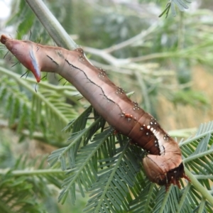 Neola semiaurata at Kambah, ACT - 27 Mar 2022