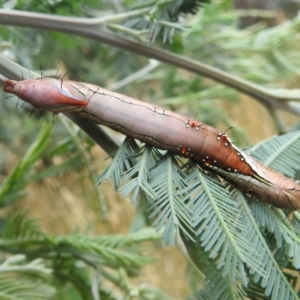 Neola semiaurata at Kambah, ACT - 27 Mar 2022