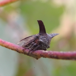 Ceraon sp. (genus) at Kambah, ACT - 27 Mar 2022 10:41 AM