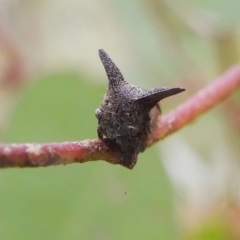 Ceraon sp. (genus) at Kambah, ACT - 27 Mar 2022