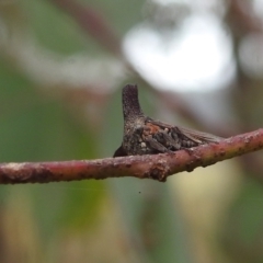 Ceraon sp. (genus) at Kambah, ACT - 27 Mar 2022 10:41 AM