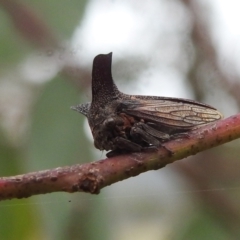 Ceraon sp. (genus) at Kambah, ACT - 27 Mar 2022 10:41 AM