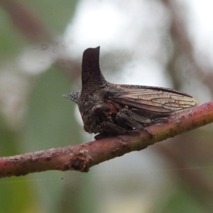 Ceraon sp. (genus) at Kambah, ACT - 27 Mar 2022 10:41 AM