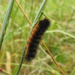 Arctiinae (subfamily) (A Tiger Moth or Woolly Bear) at Kambah, ACT - 26 Mar 2022 by HelenCross