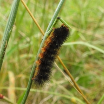 Arctiinae (subfamily) (A Tiger Moth or Woolly Bear) at Lions Youth Haven - Westwood Farm A.C.T. - 26 Mar 2022 by HelenCross