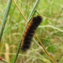 Arctiinae (subfamily) (A Tiger Moth or Woolly Bear) at Western Edge Area - 26 Mar 2022 by HelenCross