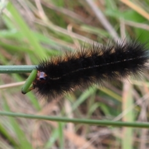 Arctiinae (subfamily) at Kambah, ACT - 27 Mar 2022 10:45 AM