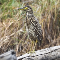 Nycticorax caledonicus (Nankeen Night-Heron) at Banksia Street Wetland Corridor - 27 Mar 2022 by David