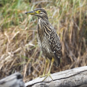 Nycticorax caledonicus at O'Connor, ACT - 27 Mar 2022 02:21 PM