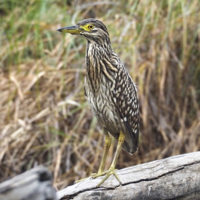 Nycticorax caledonicus (Nankeen Night-Heron) at Banksia Street Wetland Corridor - 27 Mar 2022 by David