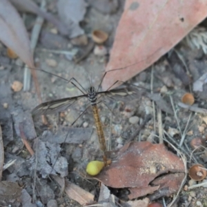 Ptilogyna sp. (genus) at Cook, ACT - 25 Mar 2022 04:09 PM