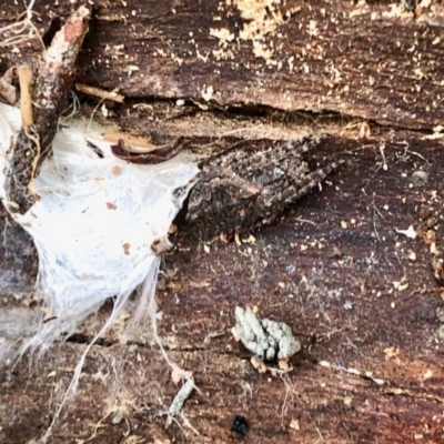 Araneinae (subfamily) (Orb weaver) at Cotter River, ACT - 26 Mar 2022 by KMcCue