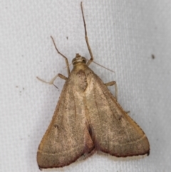 Endotricha ignealis (A Pyralid moth (Endotrichinae)) at Melba, ACT - 25 Jan 2022 by kasiaaus