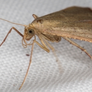 Endotricha ignealis at Melba, ACT - 25 Jan 2022 11:01 PM