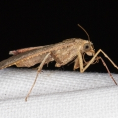 Endotricha ignealis at Melba, ACT - 25 Jan 2022 11:01 PM