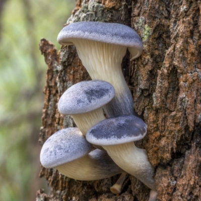 Omphalotus nidiformis (Ghost Fungus) at QPRC LGA - 26 Mar 2022 by trevsci