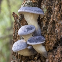 Omphalotus nidiformis (Ghost Fungus) at Larbert, NSW - 26 Mar 2022 by trevsci