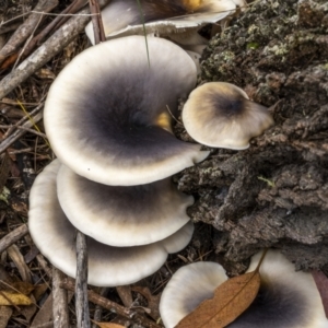 Omphalotus nidiformis at QPRC LGA - 26 Mar 2022 01:08 PM