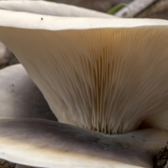 Omphalotus nidiformis at QPRC LGA - 26 Mar 2022 01:08 PM