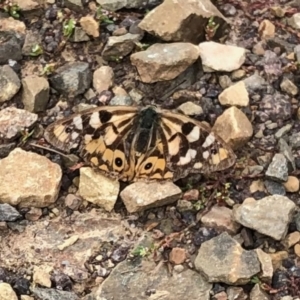 Heteronympha penelope at Cotter River, ACT - 26 Mar 2022 02:10 PM