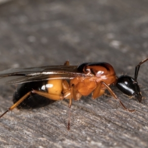 Camponotus consobrinus at Melba, ACT - 25 Jan 2022 11:02 PM