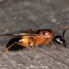Camponotus consobrinus (Banded sugar ant) at Melba, ACT - 25 Jan 2022 by kasiaaus